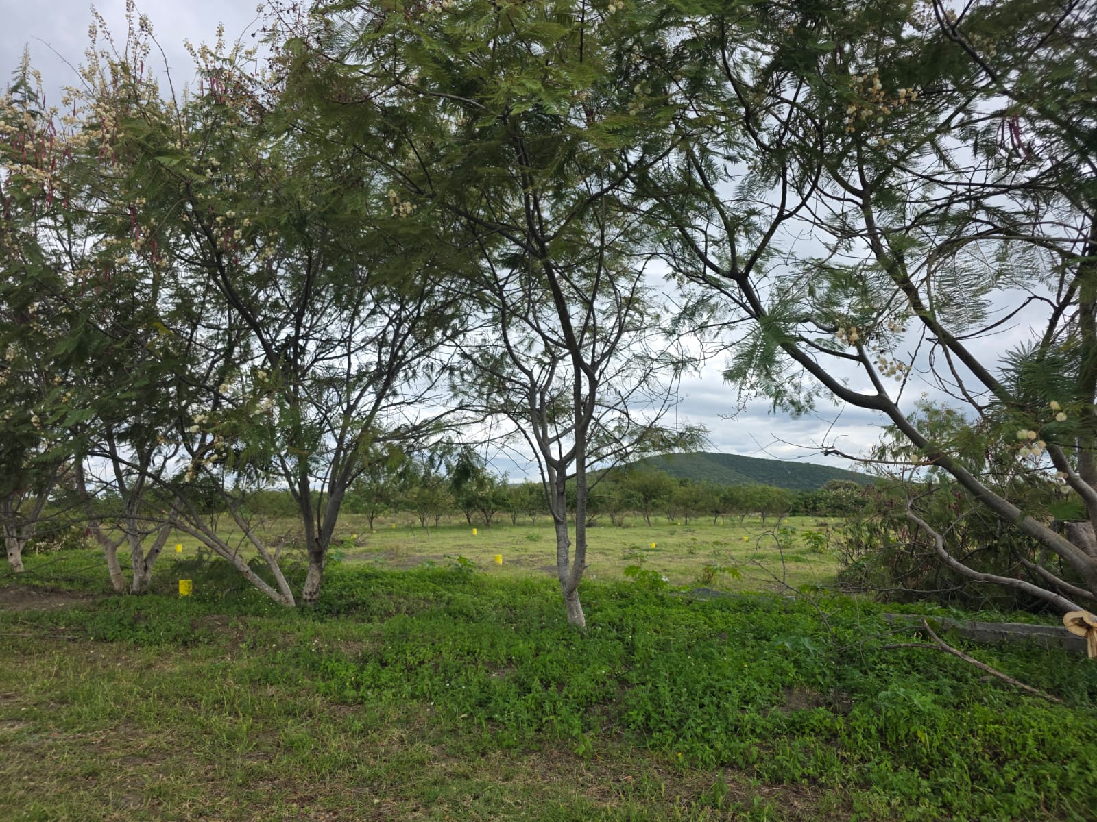 La Venta Huaquechula, fotografía 5